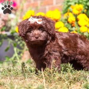 Kaycoa, Newfypoo Puppy