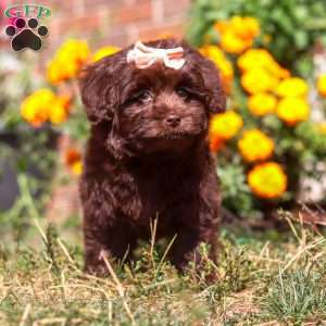 Kaycoa, Newfypoo Puppy