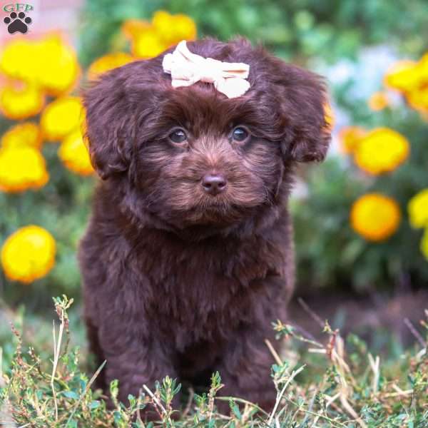Kaycoa, Newfypoo Puppy