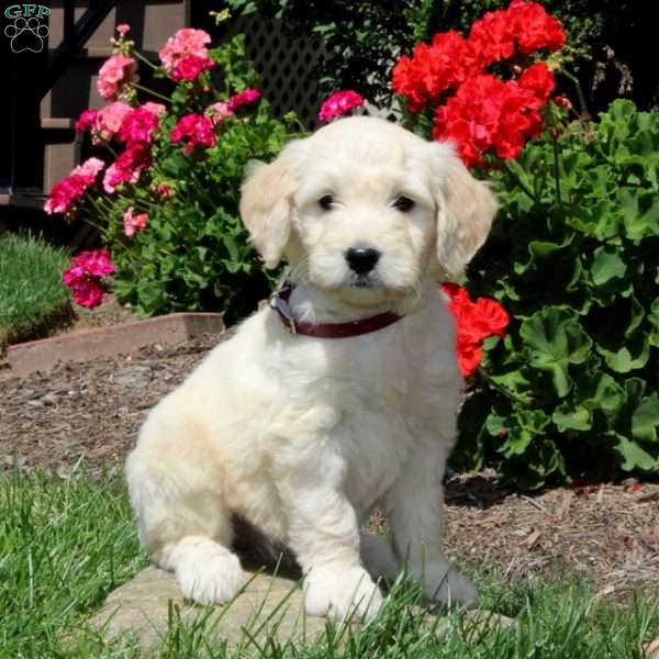Kayla, Mini Goldendoodle Puppy