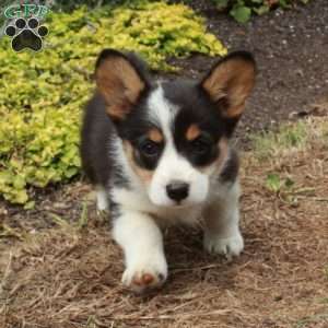 Kayla, Pembroke Welsh Corgi Puppy