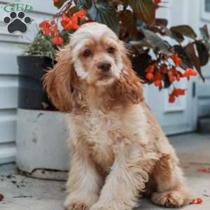 Kayla, Cocker Spaniel Puppy