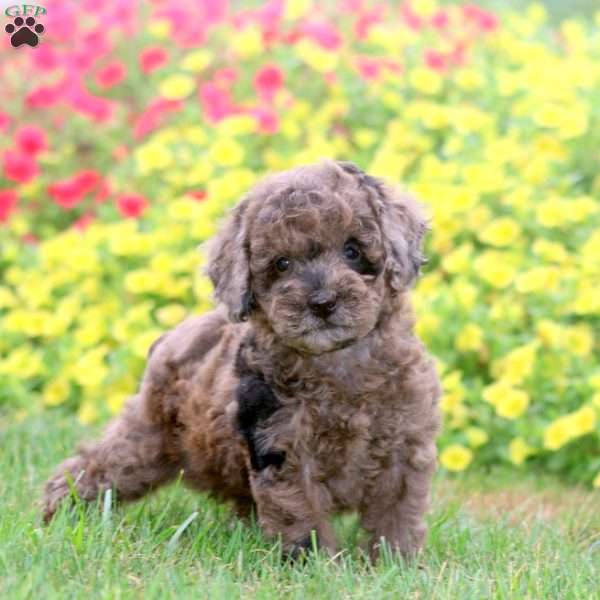 Kayson, Miniature Poodle Puppy