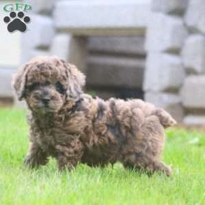 Kayson, Miniature Poodle Puppy
