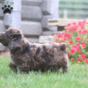 Kayson, Miniature Poodle Puppy