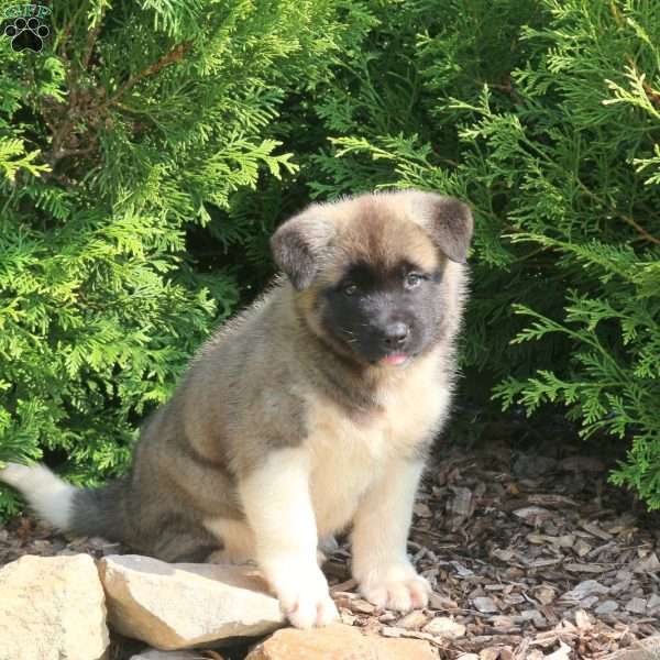 Keiser, Akita Puppy