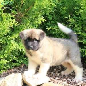 Keiser, Akita Puppy