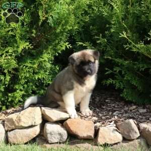 Keiser, Akita Puppy