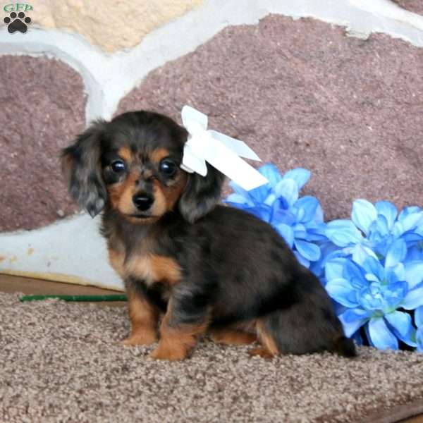 Kelli – Mini, Dachshund Puppy