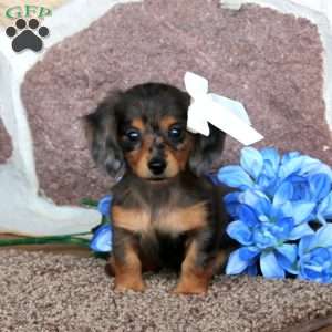 Kelli – Mini, Dachshund Puppy