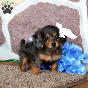 Kelli – Mini, Dachshund Puppy