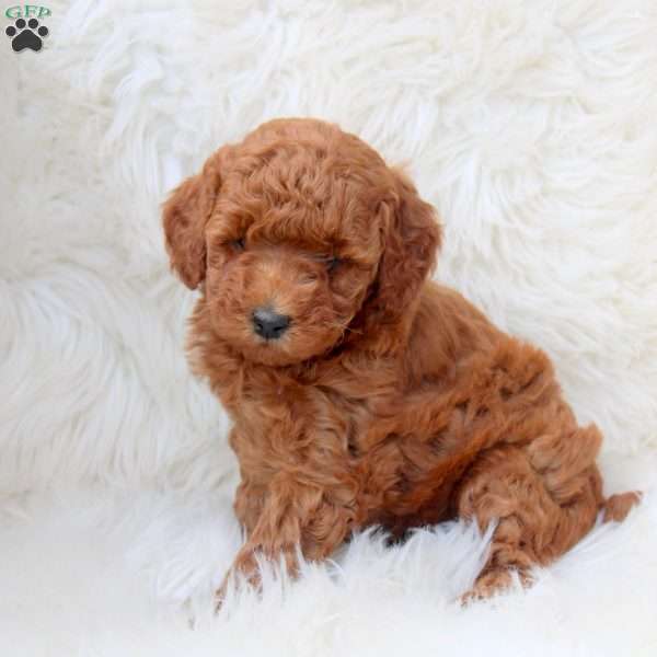 Kelly, Miniature Poodle Puppy