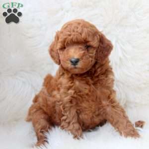 Kelly, Miniature Poodle Puppy