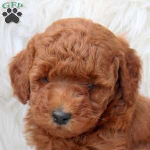 Kelly, Miniature Poodle Puppy