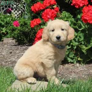 Kendall, Mini Goldendoodle Puppy