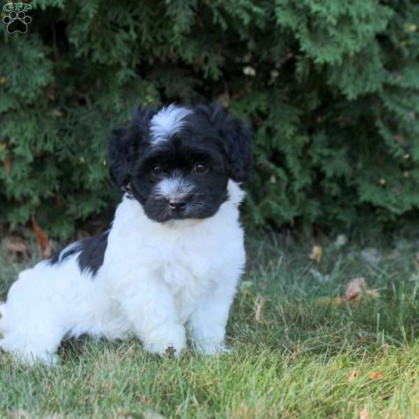 Kendall, Havanese Puppy