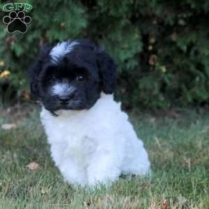 Kendall, Havanese Puppy