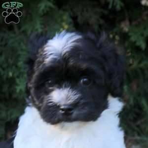 Kendall, Havanese Puppy