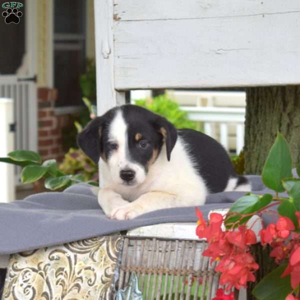 Kendra, Blue Heeler Mix Puppy
