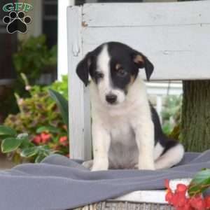 Kendra, Blue Heeler Mix Puppy
