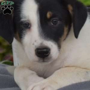 Kendra, Blue Heeler Mix Puppy
