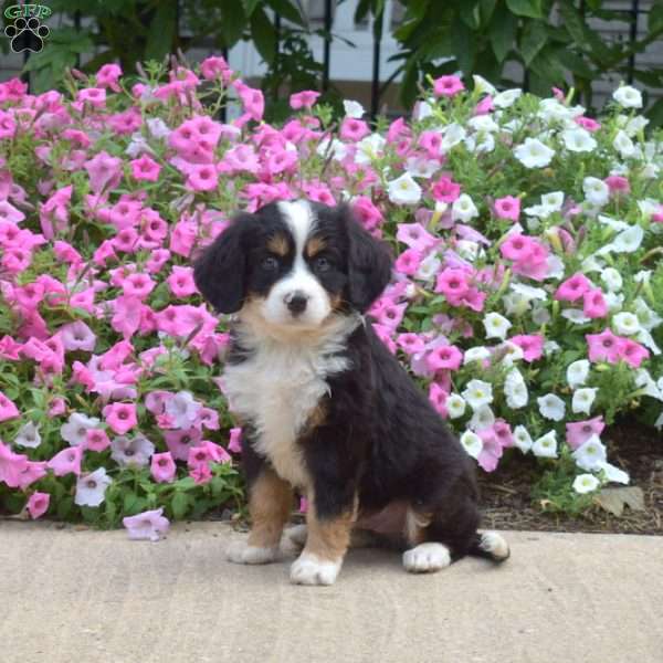 Kendrick, Miniature Bernese Mountain Dog Puppy