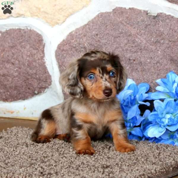 Kenni – Mini, Dachshund Puppy