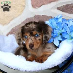 Kenni – Mini, Dachshund Puppy