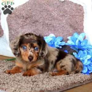 Kenni – Mini, Dachshund Puppy