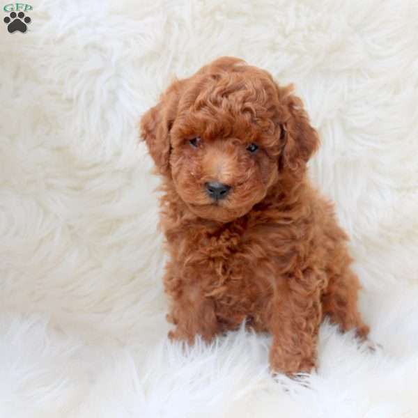 Kenny, Miniature Poodle Puppy