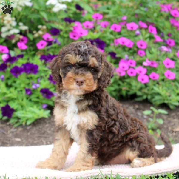 Kenny, Cockapoo Puppy