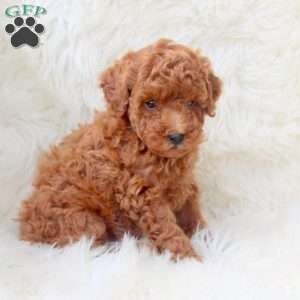 Kenny, Miniature Poodle Puppy