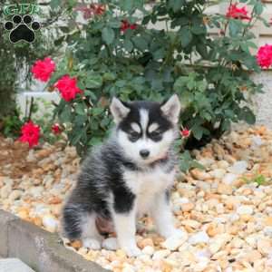 Kenny, Pomsky Puppy