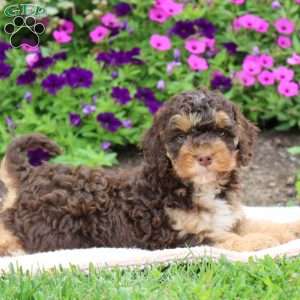 Kenny, Cockapoo Puppy