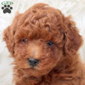 Kenny, Miniature Poodle Puppy