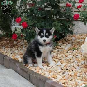 Kenny, Pomsky Puppy