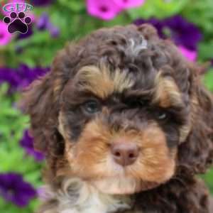 Kenny, Cockapoo Puppy