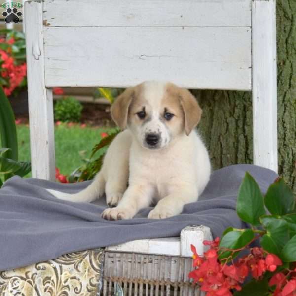 Kensy, Blue Heeler Mix Puppy
