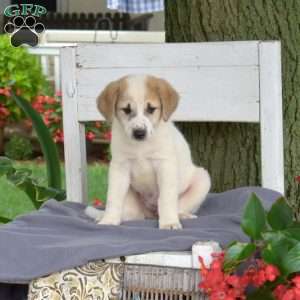 Kensy, Blue Heeler Mix Puppy