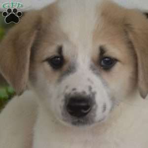 Kensy, Blue Heeler Mix Puppy