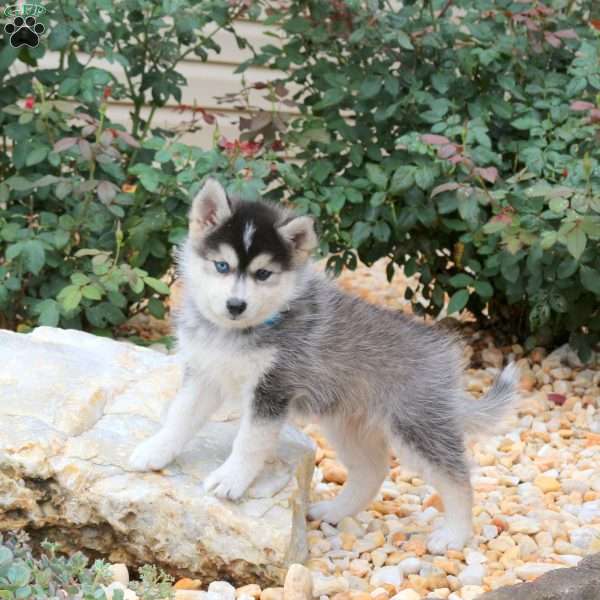 Kenton, Pomsky Puppy