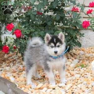 Kenton, Pomsky Puppy