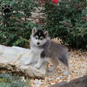 Kenton, Pomsky Puppy