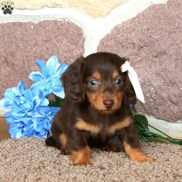 Kerri – Mini, Dachshund Puppy