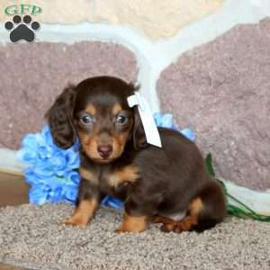 Kerri – Mini, Dachshund Puppy
