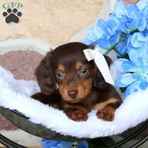 Kerri – Mini, Dachshund Puppy