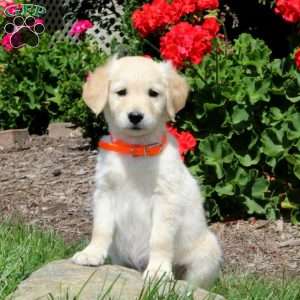 Kevin, Mini Goldendoodle Puppy
