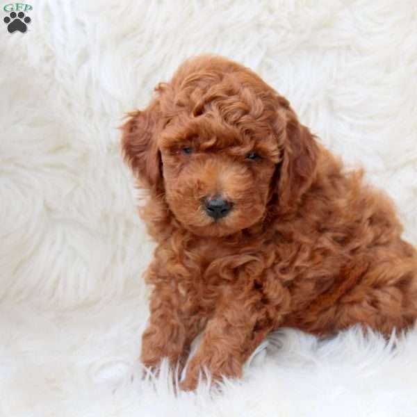 Kevin, Miniature Poodle Puppy