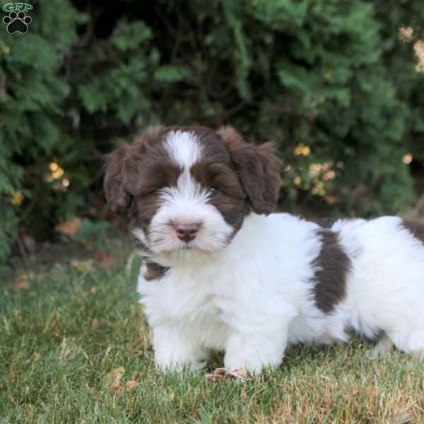 Kevin, Havanese Puppy