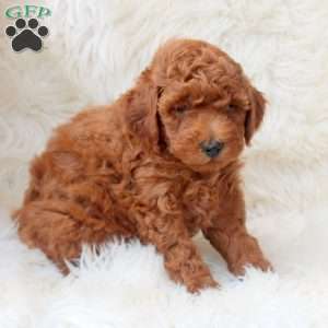 Kevin, Miniature Poodle Puppy